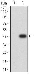 Figure 3:Western blot analysis using C1QC mAb against HEK293 (1) and C1QC (AA: 115-245)-hIgGFc transfected HEK293 (2) cell lysate.