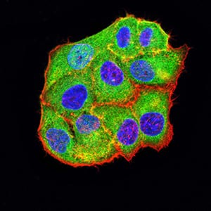 Figure 4:Immunofluorescence analysis of Hela cells using BCL2L10 mouse mAb (green). Blue: DRAQ5 fluorescent DNA dye. Red: Actin filaments have been labeled with Alexa Fluor- 555 phalloidin. Secondary antibody from Fisher (Cat#: 35503)