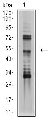 Figure 4:Western blot analysis using TFAP2B mouse mAb against SK-N-SH (1) cell lysate.