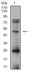 Figure 4:Western blot analysis using TFAP2B mouse mAb against SK-N-SH (1) cell lysate.