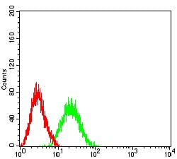 Figure 6:Flow cytometric analysis of Jurkat cells using BCL11B mouse mAb (green) and negative control (red).