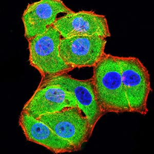 Figure 4:Immunofluorescence analysis of Hela cells using BCL11B mouse mAb (green). Blue: DRAQ5 fluorescent DNA dye. Red: Actin filaments have been labeled with Alexa Fluor- 555 phalloidin. Secondary antibody from Fisher (Cat#: 35503)