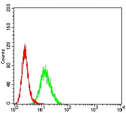 Figure 6:Flow cytometric analysis of Hela cells using PCDH9 mouse mAb (green) and negative control (red).