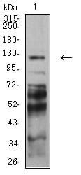 Figure 4:Western blot analysis using PCDH9 mouse mAb against C6 (1) cell lysate.