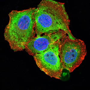 Figure 5:Immunofluorescence analysis of SMMC-7721 cells using TNFSF13B mouse mAb (green). Blue: DRAQ5 fluorescent DNA dye. Red: Actin filaments have been labeled with Alexa Fluor- 555 phalloidin. Secondary antibody from Fisher (Cat#: 35503)