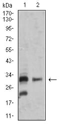 Figure 4:Western blot analysis using TNFSF13B mouse mAb against SK-N-SH (1) and MOLT4 (2) cell lysate.