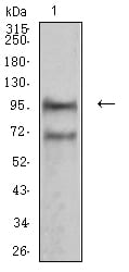 Figure 4:Western blot analysis using NCAM1 mouse mAb against NIH/3T3 (1) cell lysate.