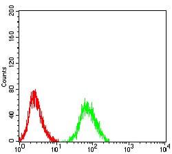 Figure 5:Flow cytometric analysis of SH-SY5Y cells using CHRNA6 mouse mAb (green) and negative control (red).