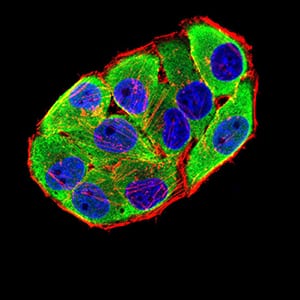 Figure 4:Immunofluorescence analysis of Hela cells using CHRNA6 mouse mAb (green). Blue: DRAQ5 fluorescent DNA dye. Red: Actin filaments have been labeled with Alexa Fluor- 555 phalloidin. Secondary antibody from Fisher (Cat#: 35503)