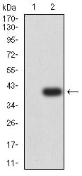 Figure 3:Western blot analysis using RUNX1 mAb against HEK293 (1) and RUNX1 (AA: 237-337)-hIgGFc transfected HEK293 (2) cell lysate.