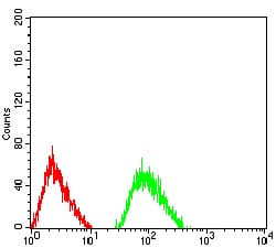 Figure 5:Flow cytometric analysis of SK-N-SH cells using GRIN3B mouse mAb (green) and negative control (red).