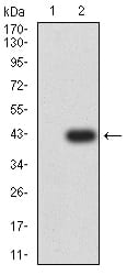 Figure 3:Western blot analysis using ALDH1A1 mAb against HEK293 (1) and ALDH1A1 (AA: 1-110)-hIgGFc transfected HEK293 (2) cell lysate.