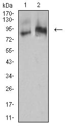 Figure 4:Western blot analysis using IGHM mouse mAb against Raji (1) and Ramos (2) cell lysate.