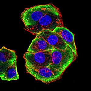 Figure 5:Immunofluorescence analysis of Hela cells using AURKA mouse mAb (green). Blue: DRAQ5 fluorescent DNA dye. Red: Actin filaments have been labeled with Alexa Fluor- 555 phalloidin. Secondary antibody from Fisher (Cat#: 35503)