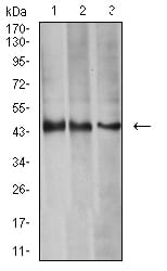 Figure 4:Western blot analysis using AURKA mouse mAb against HEK293 (1), MCF-7 (2), and Hela (3) cell lysate.