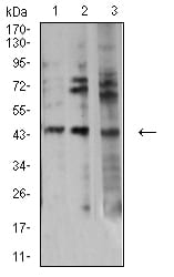Figure 4:Western blot analysis using AURKA mouse mAb against HEK293 (1), PC-12 (2), and HT-29 (3) cell lysate.