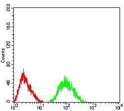 Figure 4:Flow cytometric analysis of SH-SY5Y cells using GRM7 mouse mAb (green) and negative control (red).