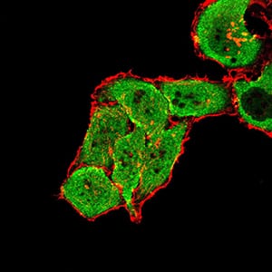 Figure 5:Immunofluorescence analysis of SMMC-7721 cells using GRM7 mouse mAb (green). Blue: DRAQ5 fluorescent DNA dye. Red: Actin filaments have been labeled with Alexa Fluor- 555 phalloidin. Secondary antibody from Fisher (Cat#: 35503)