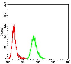 Figure 6:Flow cytometric analysis of Hela cells using ACVR1 mouse mAb (green) and negative control (red).