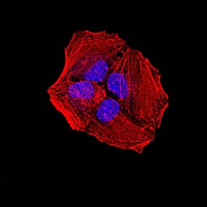 Figure 4:Immunofluorescence analysis of Hela cells using ACVR1 mouse mAb. Blue: DRAQ5 fluorescent DNA dye. Red: Actin filaments have been labeled with Alexa Fluor- 555 phalloidin.