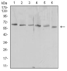 Figure 4:Western blot analysis using HAVCR1 mouse mAb against NIH/3T3 (1), HEK293 (2), Hela (3), Raw264.7 (4), Jurkat (5), and PC-2 (6) cell lysate.