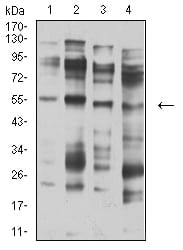 Figure 4:Western blot analysis using CHRNA5 mouse mAb against membrane protein lysate of C6 (1), membrane protein lysate of SK-N-SH (2), membrane protein lysate of C6 (3), and C6 (4) cell lysate.