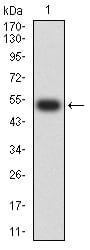 Figure 2:Western blot analysis using CHRNA5 mAb against human CHRNA5 (AA: 23-254) recombinant protein. (Expected MW is 52.5 kDa)