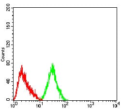 Figure 4:Western blot analysis using CHRNA4 mouse mAb against SH-SY5Y (1) cell lysate.