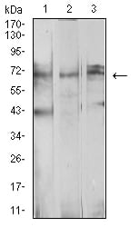 Figure 4:Western blot analysis using BTRC mouse mAb against Ramos (1), MCF-7 (2), and K562 (3) cell lysate.