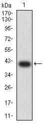 Figure 2:Western blot analysis using BTRC mAb against human BTRC (AA: 24-151) recombinant protein. (Expected MW is 40.2 kDa)