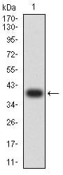 Figure 2:Western blot analysis using GRIK5 mAb against human GRIK5 (AA: extra 21-166) recombinant protein. (Expected MW is 39 kDa)