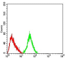 Figure 5:Flow cytometric analysis of SH-SY5Y cells using GRM3 mouse mAb (green) and negative control (red).