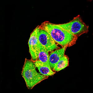 Figure 4:Immunofluorescence analysis of Hela cells using GRM3 mouse mAb (green). Blue: DRAQ5 fluorescent DNA dye. Red: Actin filaments have been labeled with Alexa Fluor- 555 phalloidin. Secondary antibody from Fisher (Cat#: 35503)