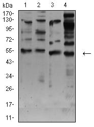 Figure 4:Western blot analysis using CHRNA7 mouse mAb against membrane protein lysate of C6 (1), membrane protein lysate of SK-N-SH (2), C6 (3), and HepG2 (4) cell lysate.