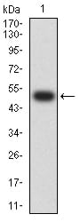 Figure 2:Western blot analysis using CHRNA7 mAb against human CHRNA7 (AA: extra 52-259) recombinant protein. (Expected MW is 50.4 kDa)