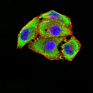 Figure 4:Immunofluorescence analysis of Hela cells using GRM5 mouse mAb (green). Blue: DRAQ5 fluorescent DNA dye. Red: Actin filaments have been labeled with Alexa Fluor- 555 phalloidin. Secondary antibody from Fisher (Cat#: 35503)