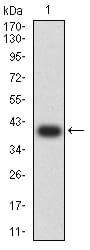 Figure 2:Western blot analysis using GRM5 mAb against human GRM5 (AA: extra 458-580) recombinant protein. (Expected MW is 40.1 kDa)