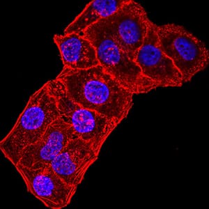 Figure 4:Immunofluorescence analysis of Hela cells using GRIK3 mouse mAb. Blue: DRAQ5 fluorescent DNA dye. Red: Actin filaments have been labeled with Alexa Fluor- 555 phalloidin.