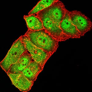 Figure 5:Immunofluorescence analysis of Hela cells using GRIK3 mouse mAb (green). Blue: DRAQ5 fluorescent DNA dye. Red: Actin filaments have been labeled with Alexa Fluor- 555 phalloidin. Secondary antibody from Fisher (Cat#: 35503)