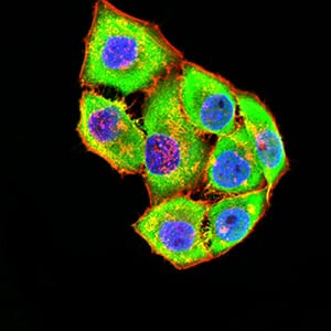 Figure 4:Immunofluorescence analysis of Hela cells using GRIK4 mouse mAb (green). Blue: DRAQ5 fluorescent DNA dye. Red: Actin filaments have been labeled with Alexa Fluor- 555 phalloidin. Secondary antibody from Fisher (Cat#: 35503)