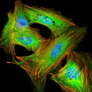 Figure 5:Immunofluorescence analysis of SK-N-SH cells using GRIK4 mouse mAb (green). Blue: DRAQ5 fluorescent DNA dye. Red: Actin filaments have been labeled with Alexa Fluor- 555 phalloidin. Secondary antibody from Fisher (Cat#: 35503)