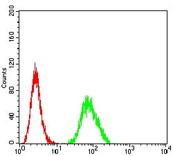 Figure 5:Flow cytometric analysis of SH-SY5Y cells using GRIK4 mouse mAb (green) and negative control (red).