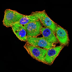 Figure 4:Immunofluorescence analysis of Hela cells using GRIK4 mouse mAb (green). Blue: DRAQ5 fluorescent DNA dye. Red: Actin filaments have been labeled with Alexa Fluor- 555 phalloidin. Secondary antibody from Fisher (Cat#: 35503)