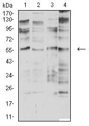 Figure 4:Western blot analysis using CHRNA2 mouse mAb against SK-N-SH (1), SH-SY5Y (2), membrane protein of C6 (3), and SW480 (4) cell lysate.