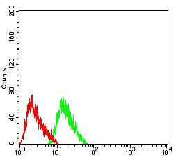 Figure 4:Flow cytometric analysis of SH-SY5Y cells using CHRNB2 mouse mAb (green) and negative control (red).