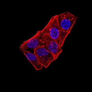 Figure 5:Immunofluorescence analysis of Hela cells using ATG5 mouse mAb. Blue: DRAQ5 fluorescent DNA dye. Red: Actin filaments have been labeled with Alexa Fluor- 555 phalloidin.