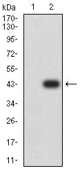 Figure 3:Western blot analysis using PRKAB2 mAb against HEK293 (1) and PRKAB2 (AA: 1-120)-hIgGFc transfected HEK293 (2) cell lysate.