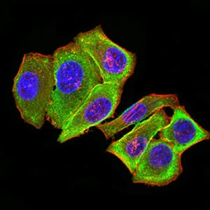 Figure 4:Immunofluorescence analysis of Hela cells using PRKAB2 mouse mAb (green). Blue: DRAQ5 fluorescent DNA dye. Red: Actin filaments have been labeled with Alexa Fluor- 555 phalloidin. Secondary antibody from Fisher (Cat#: 35503)