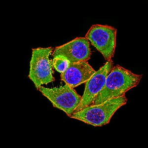 Figure 4:Immunofluorescence analysis of Hela cells using ANAPC1 mouse mAb (green). Blue: DRAQ5 fluorescent DNA dye. Red: Actin filaments have been labeled with Alexa Fluor- 555 phalloidin. Secondary antibody from Fisher (Cat#: 35503)