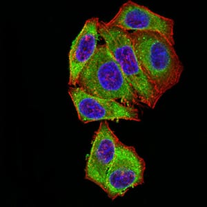 Figure 5:Immunofluorescence analysis of Hela cells using BCL2L2 mouse mAb (green). Blue: DRAQ5 fluorescent DNA dye. Red: Actin filaments have been labeled with Alexa Fluor- 555 phalloidin. Secondary antibody from Fisher (Cat#: 35503)